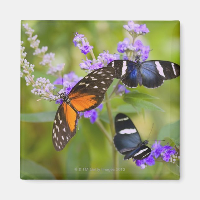 Oregon, usa magnet (Framsidan)
