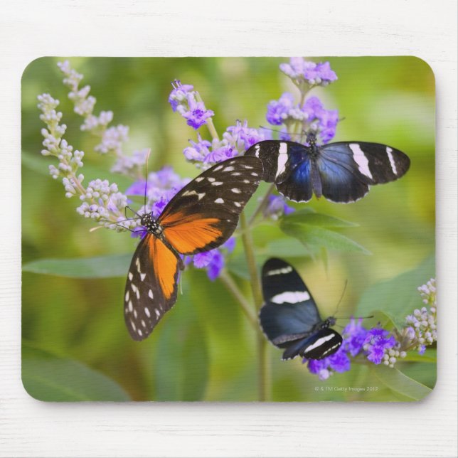 Oregon, usa musmatta (Framsidan)