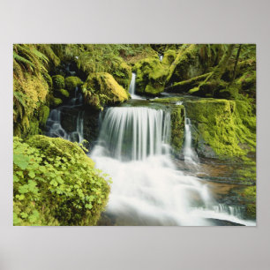 Oregon, Waterfall i Willamette National Poster