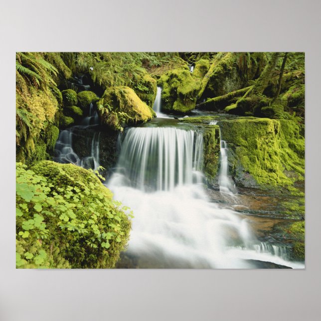 Oregon, Waterfall i Willamette National Poster (Framsidan)