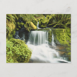 Oregon, Waterfall i Willamette National Vykort
