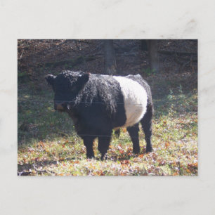 Oreo Cow Vykort
