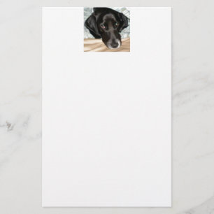 Oreo hunden för Spaniel för engelsk Springer Brevpapper