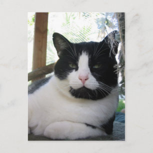 Oreo katten vykort