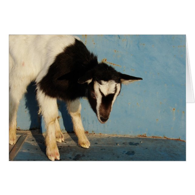 Oreo the Goat Kid Hälsningskort (Framsidan Horizontal)