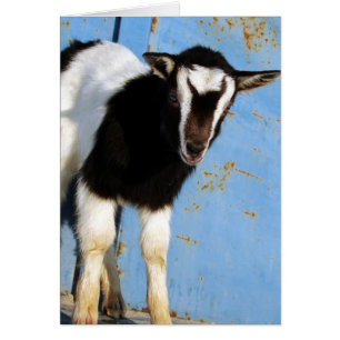 Oreo the Goat Kid Hälsningskort