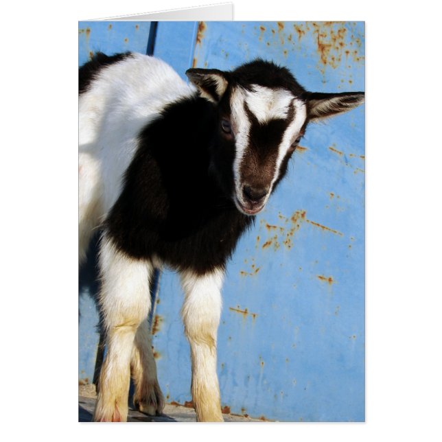Oreo the Goat Kid Hälsningskort (Framsidan)