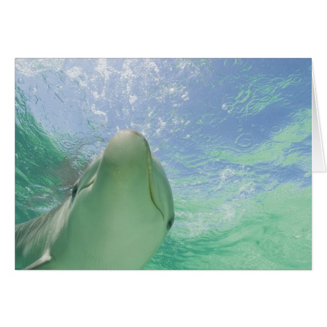 Öresvin (Tursiops truncatus) Hälsningskort (Framsidan Horizontal)
