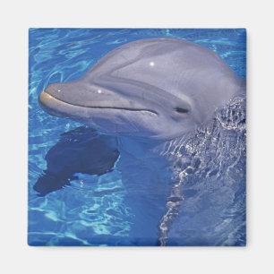 Öresvin, Tursiops truncatus Magnet