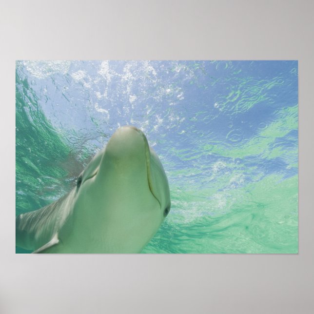 Öresvin (Tursiops truncatus) Poster (Framsidan)