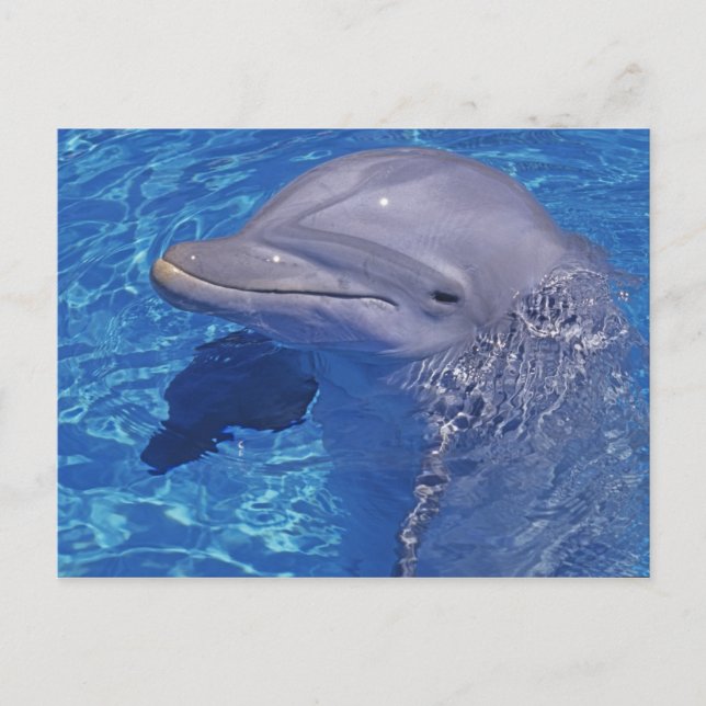 Öresvin, Tursiops Truncatus Vykort (Framsida)