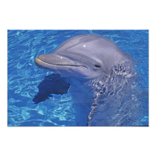 Öresvinshane, Tursiops truncatus Fototryck