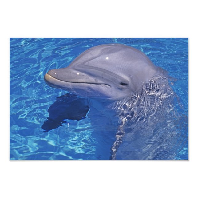 Öresvinshane, Tursiops truncatus Fototryck (Framsidan)