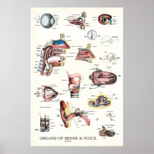 Organ för sense Voice Anatomy Nose Throat Poster
