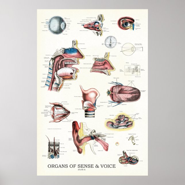Organ för sense Voice Anatomy Nose Throat Poster (Framsidan)