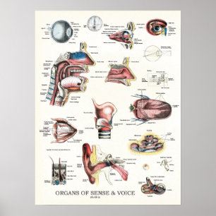 Organ för sense Voice Anatomy Nose Throat Poster