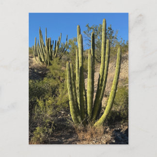 Organ Pipe Cactus Fine Art Photograph Vykort