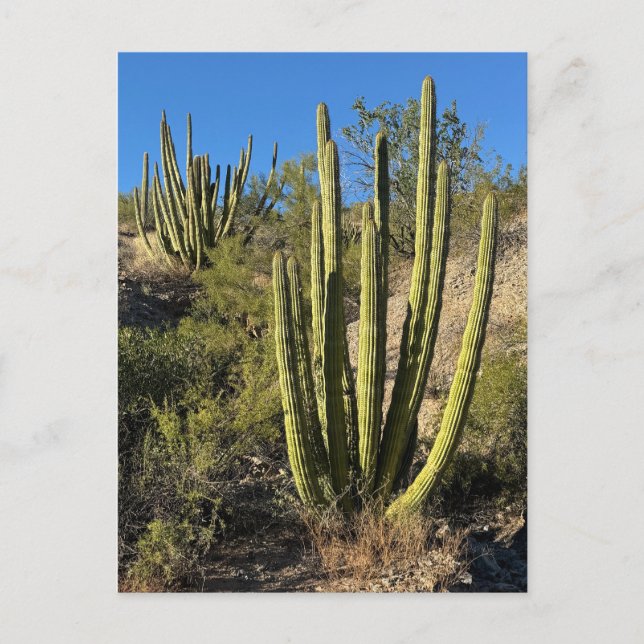 Organ Pipe Cactus Fine Art Photograph Vykort (Framsida)