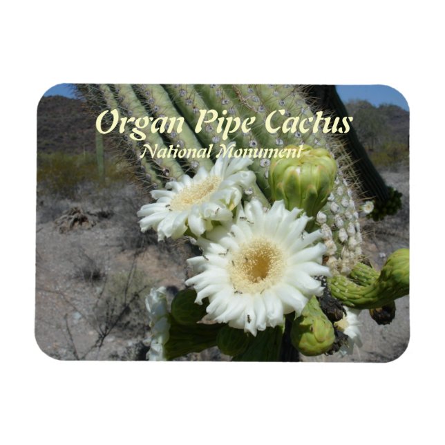 Organ Pipe Cactus National Monument Magnet (Horisontell)