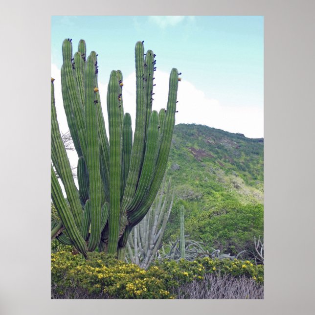 Organ Pipe Cactus Poster (Framsidan)