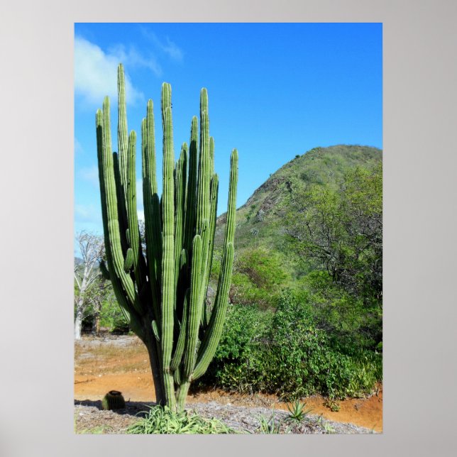 Organ Pipe Cactus Poster (Framsidan)