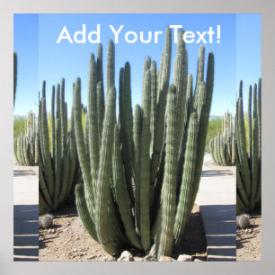 Organ Pipe Cactus Poster