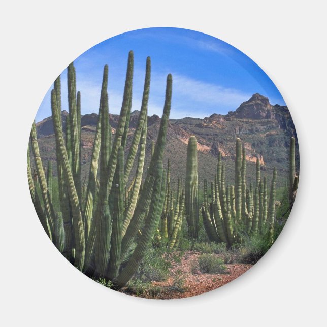 Organ Rör in Desert Magnet (Framsidan)