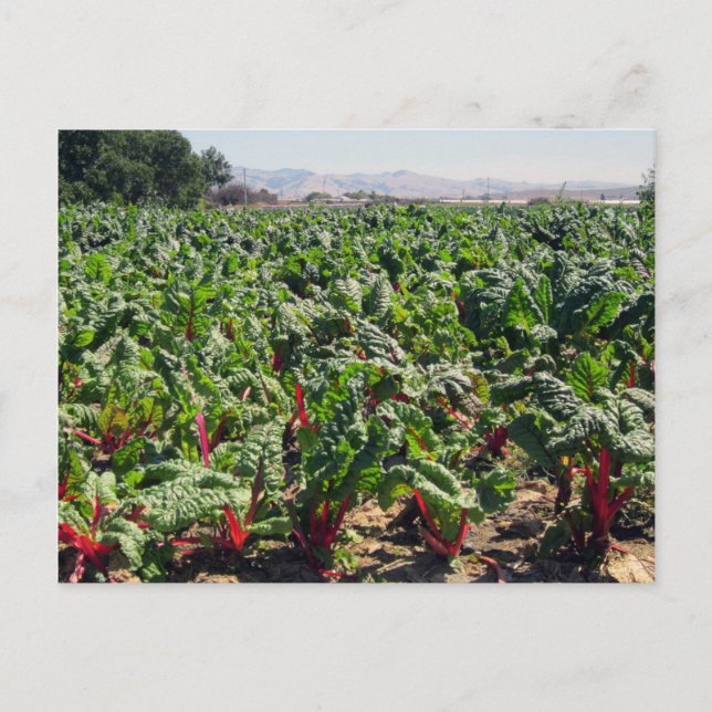 Organic Red Chard-havet Vykort (Framsida)