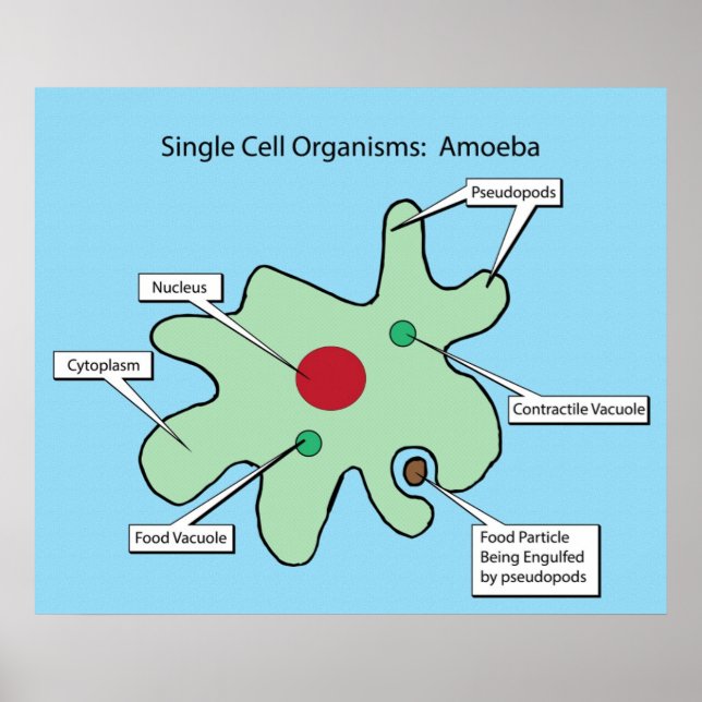 Organismer med en cell: Amoeba Poster (Framsidan)