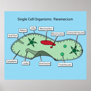 Organismer med en cell: Paramecium Poster