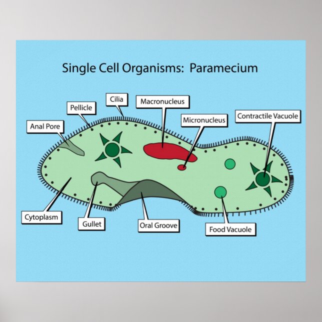 Organismer med en cell: Paramecium Poster (Framsidan)