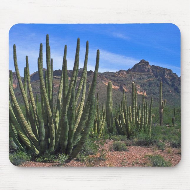 Organrör i öken musmatta (Framsidan)