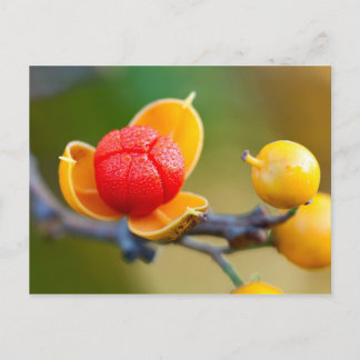 Oriental Bittersöt Vykort