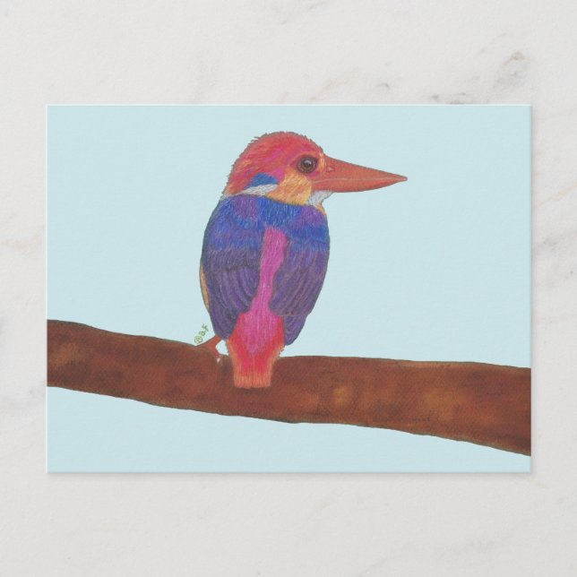 ORIENTAL DWARF KINGFISHER VYKORT (Framsida)