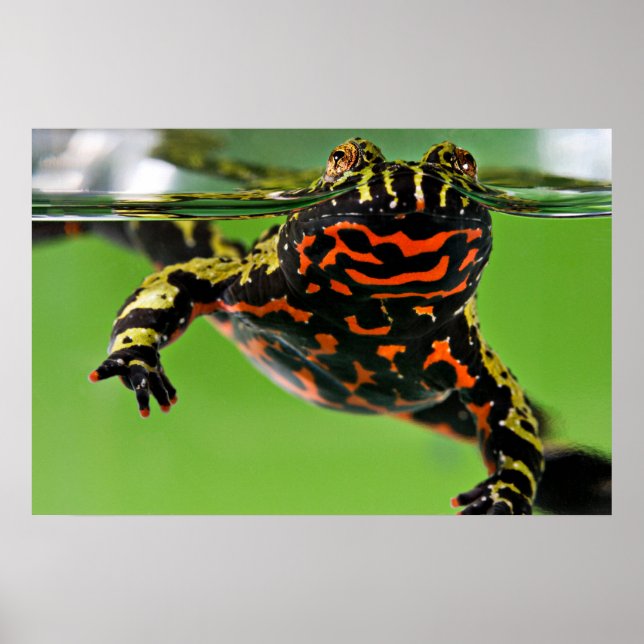 Oriental Fire-bellied Toad Poster (Framsidan)