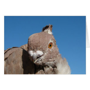 Oriental Frill Pigeon Hälsningskort
