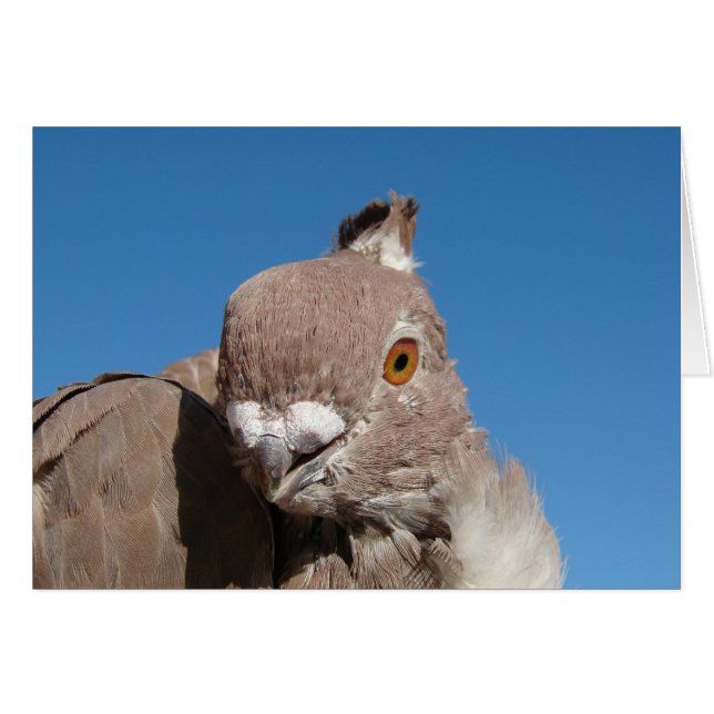 Oriental Frill Pigeon Hälsningskort (Framsidan Horizontal)