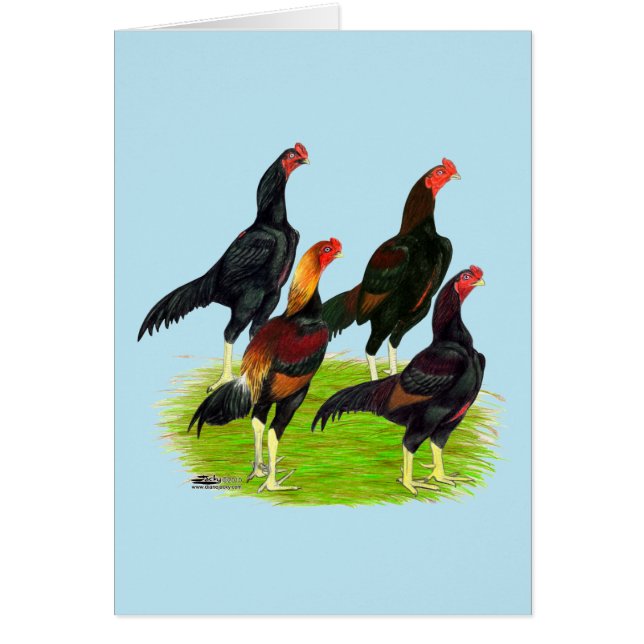 Oriental Game Fowl-kvartetten OBS Kort (Framsidan)