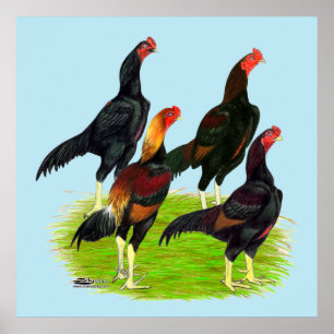 Oriental Game Fowl-kvartetten Poster