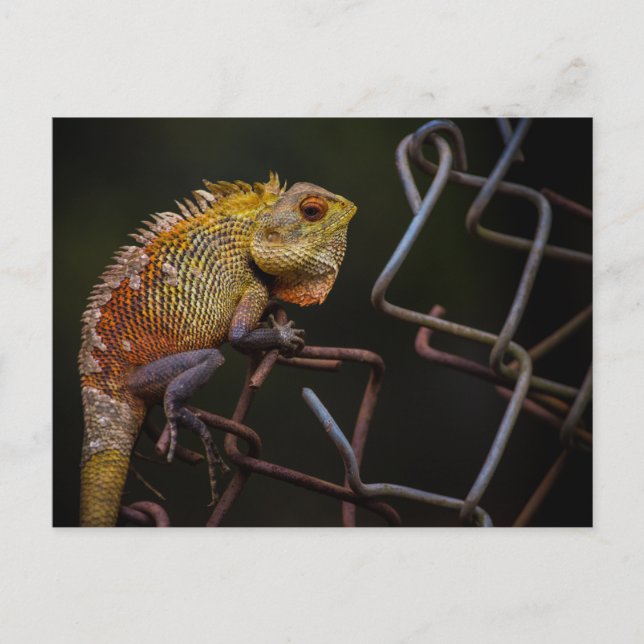 Oriental Garden Lizard Vykort (Framsida)