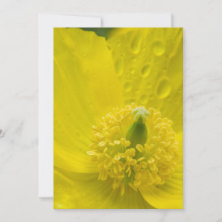 Oriental Gult Poppy Inbjudningar