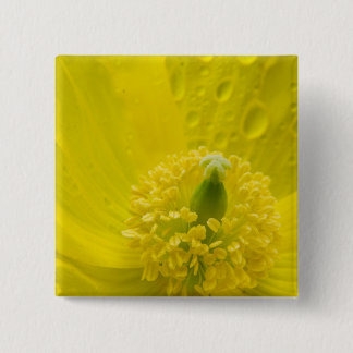 Oriental Gult Poppy Knapp