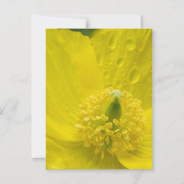 Oriental Gult Poppy Vykort