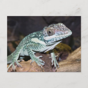 Oriental Knight Anole Lizard nära Vykort