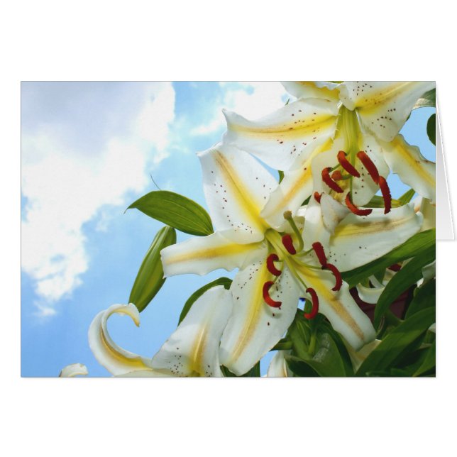 Oriental Lily Card Hälsningskort (Framsidan Horizontal)