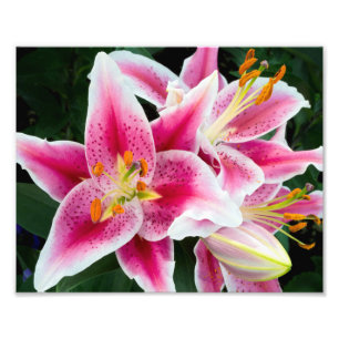 Oriental Lily Closeup i Fullt Bloom Fototryck