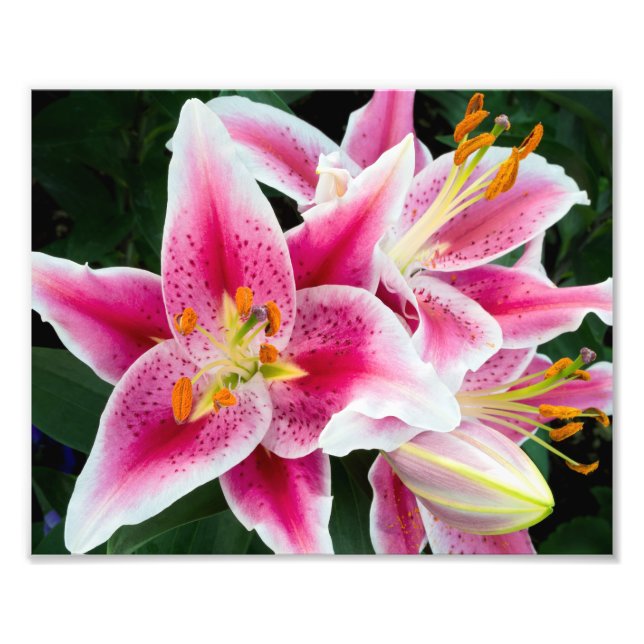 Oriental Lily Closeup i Fullt Bloom Fototryck (Framsidan)
