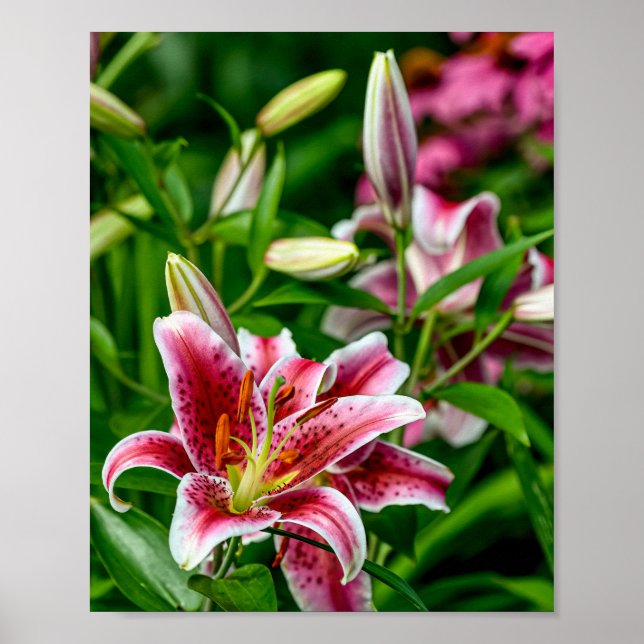 Oriental Lily Poster (Framsidan)