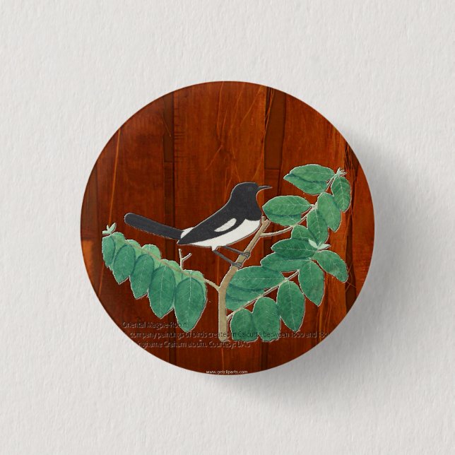 Oriental Magpie-Robin Knapp (Framsida)