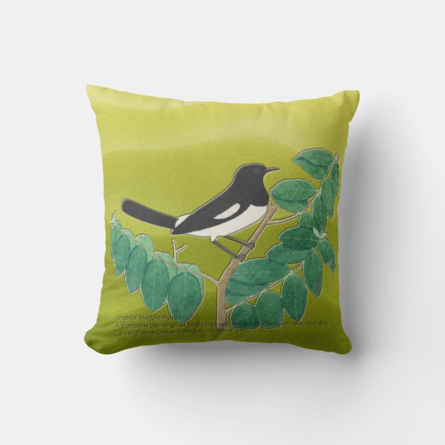 Oriental Magpie-Robin Kudde (Framsida)